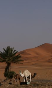 morocco camel 