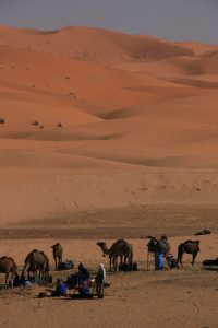 morocco camel