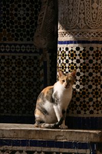 morocco cats