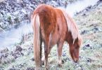 Iceland Horse