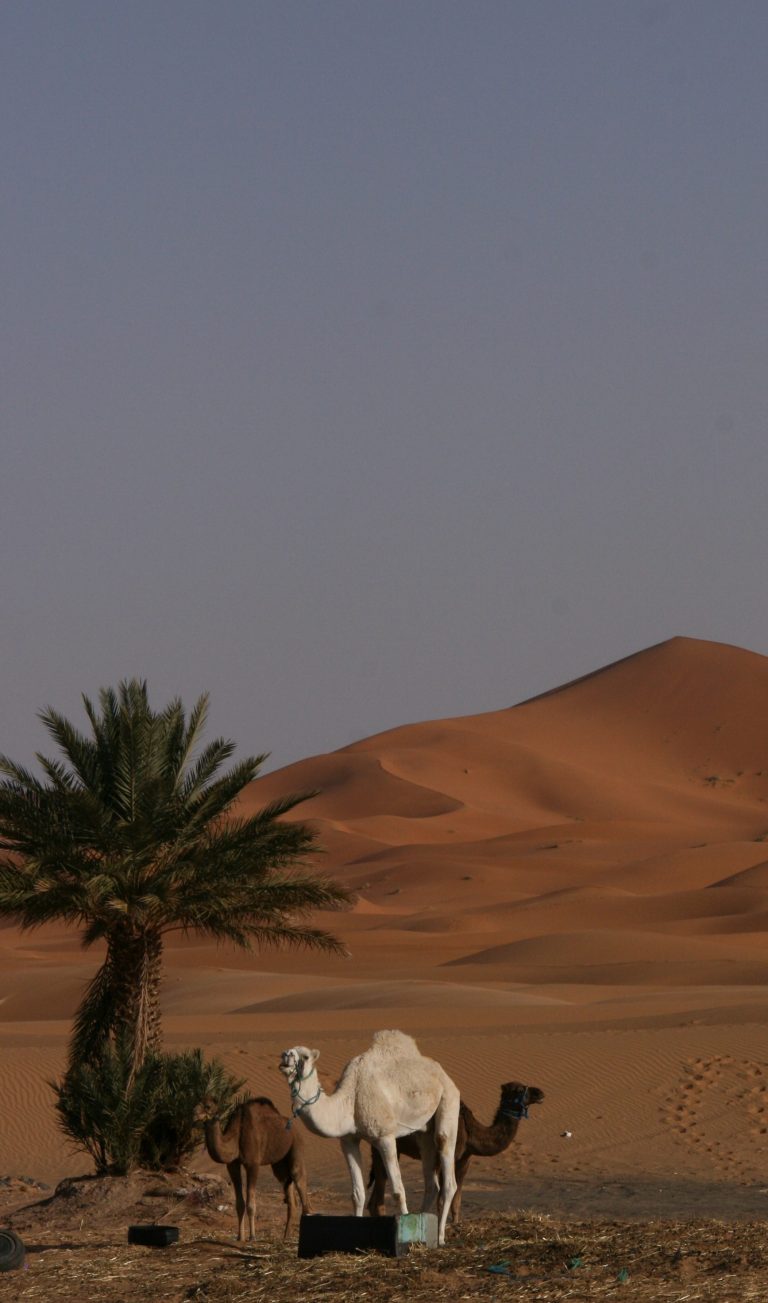 Riding a camel in Morocco - PIECE OF PIE - Tales of a Disordered Life