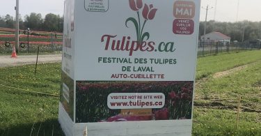 Laval Tulip Festival