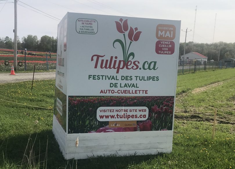 Laval Tulip Festival