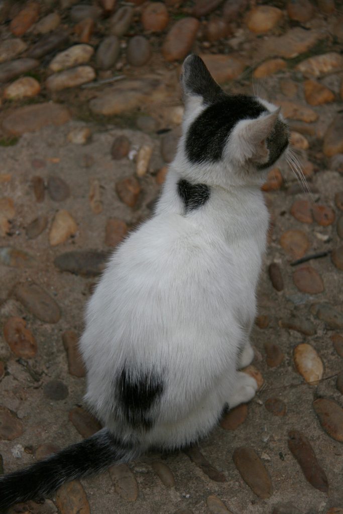 morocco cat