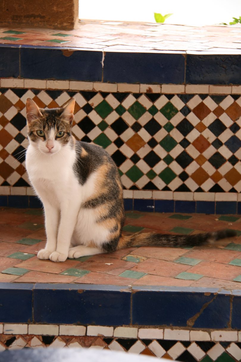 Morocco cats