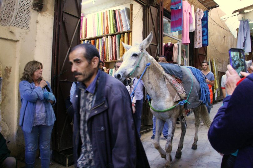 morocco donkey