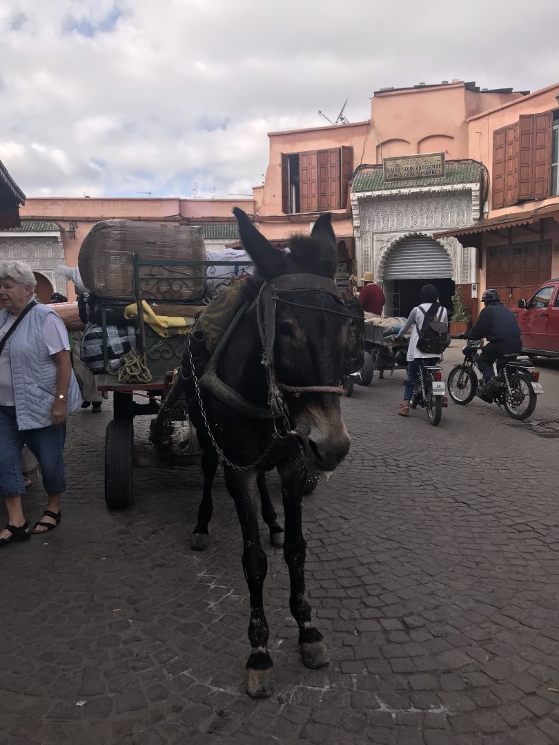 morocco donkey